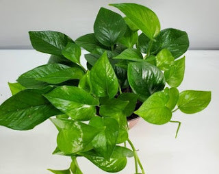 Pothos plant in a pot